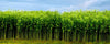 What is Jute?
